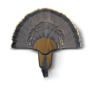 Turkey Tail & Beard Mounting Kit